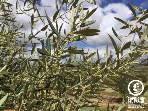 Desarrollo y floración del olivar